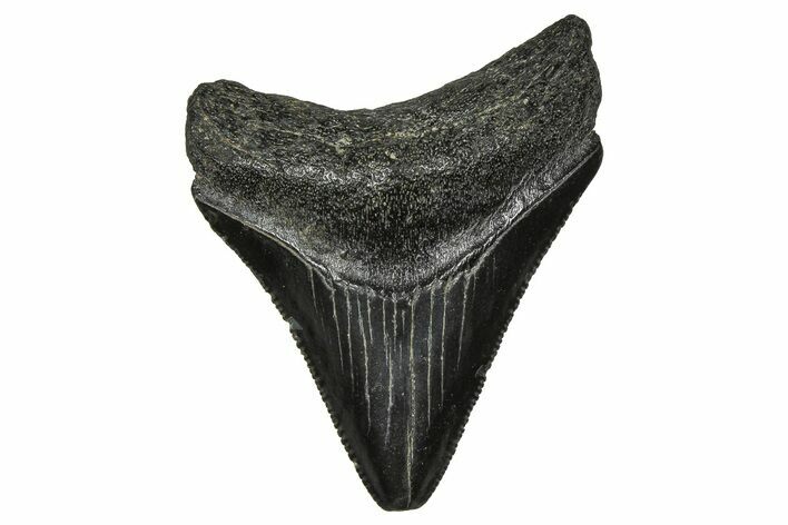 Serrated, Juvenile Megalodon Tooth - South Carolina #374230
